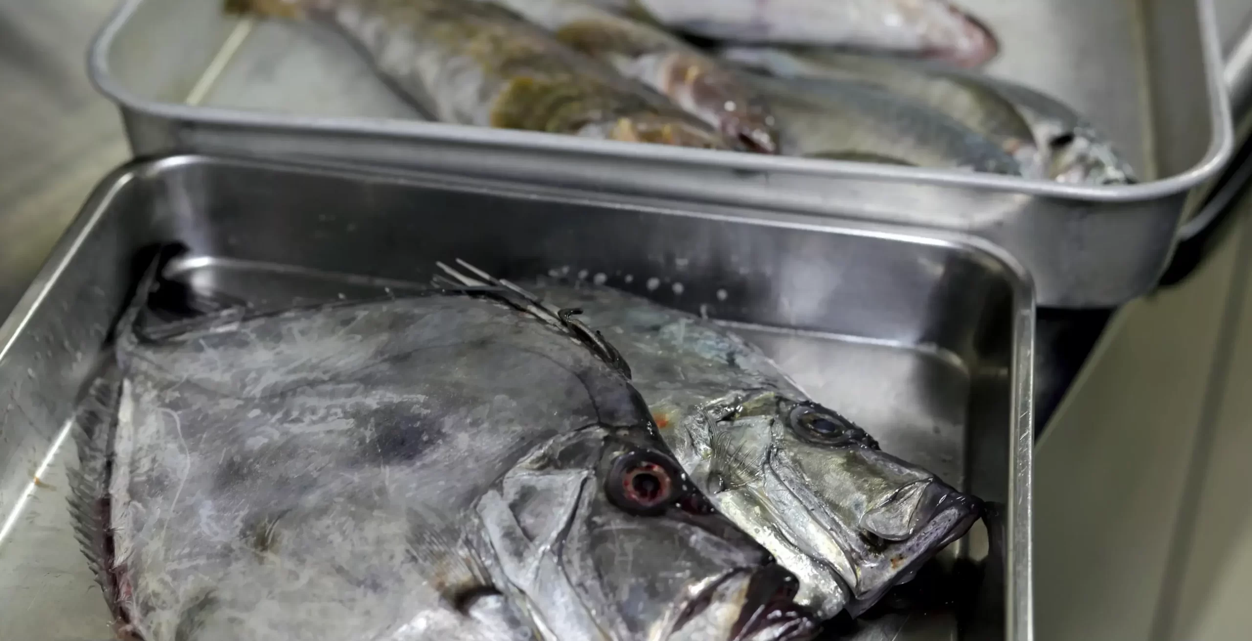魚の画像